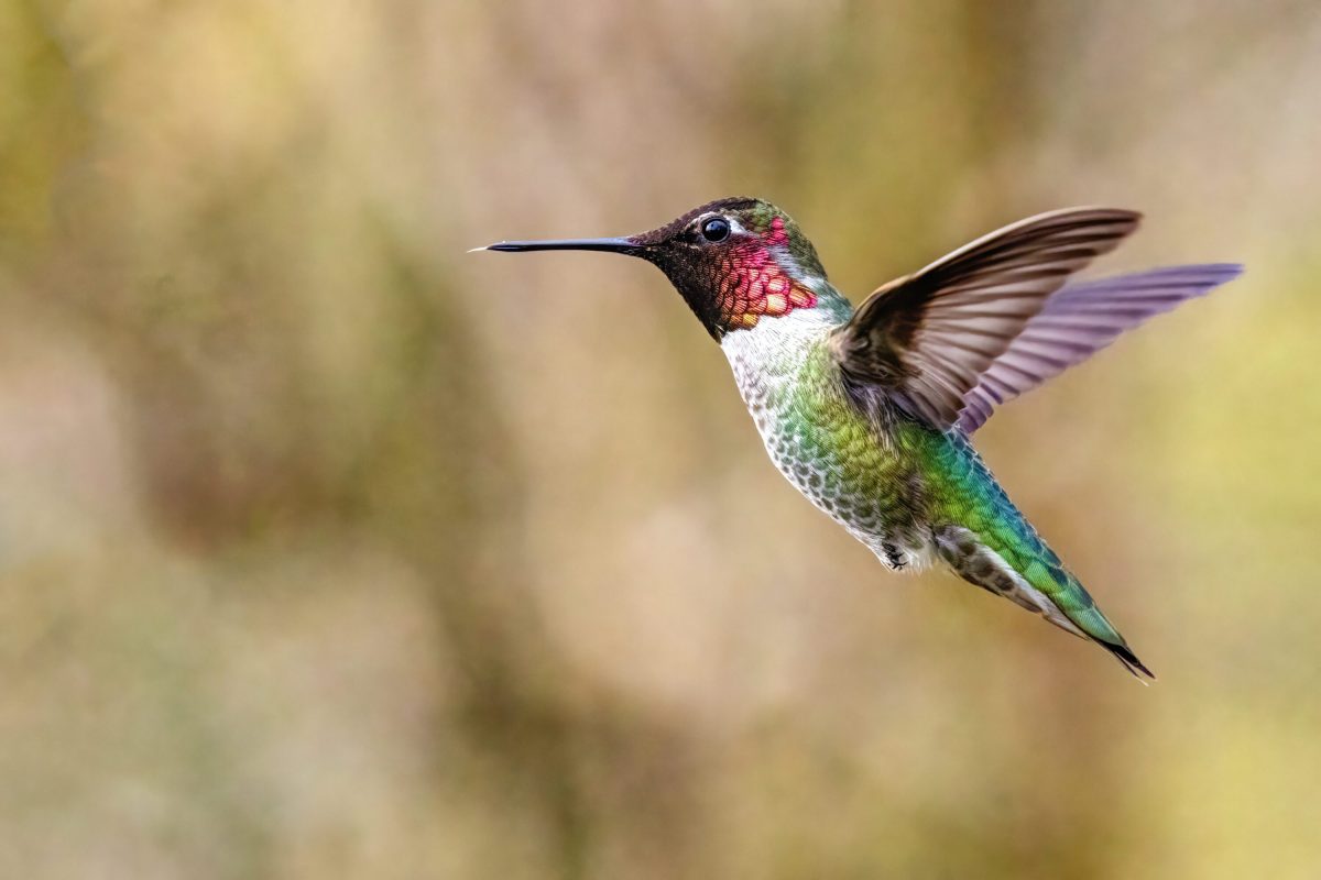 Hummingbird migration: Tiny birds making a big journey